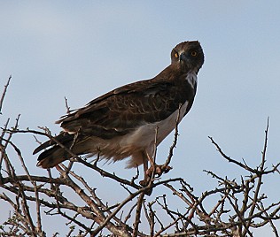 Schwarzbrustschlangenadler, Black-Chested Snake Eagle, Cricaetus pectoralis